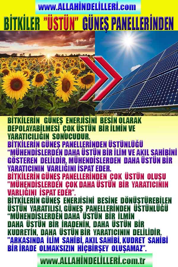 bitki güneş panellerinden üstündür