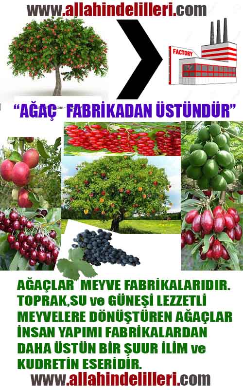 ALLAH, allah-delilleri, allahin-delilleri, allahin delilleri, allah in varlığının delilleri, allahin varlığınin delilleri, allah var, @allahvar, @allah-delilleri