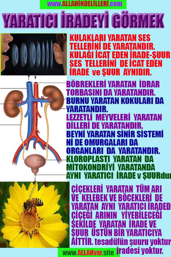 ALLAH, allah-delilleri, allahin-delilleri, allahin delilleri, allah in varlığının delilleri, allahin varlığınin delilleri, allah var, @allahvar, @allah-delilleri