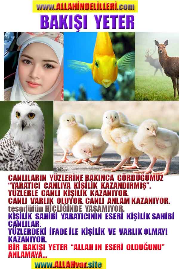 ALLAH, allah-delilleri, allahin-delilleri, allahin delilleri, allah in varlığının delilleri, allahin varlığınin delilleri, allah var, @allahvar, @allah-delilleri