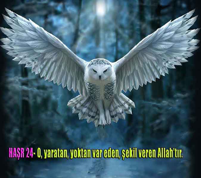 ALLAH, allah-delilleri, allahin-delilleri, allahin delilleri, allah in varlığının delilleri, allahin varlığınin delilleri, allah var, @allahvar, @allah-delilleri