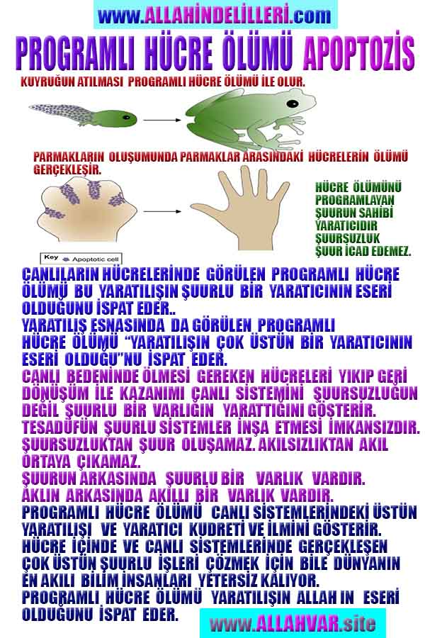 ALLAH, allah-delilleri, allahin-delilleri, allahin delilleri, allah in varlığının delilleri, allahin varlığınin delilleri, allah var, @allahvar, @allah-delilleri