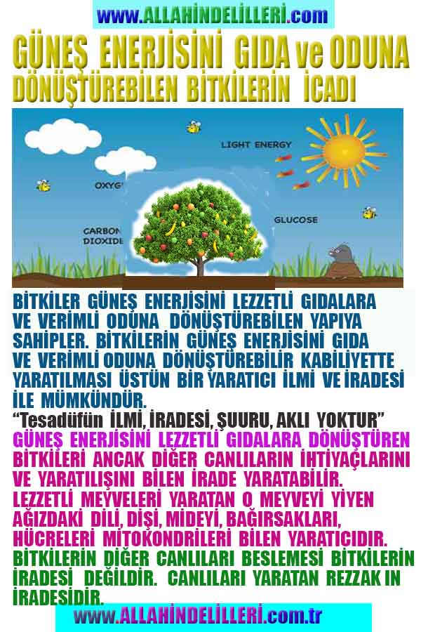 ALLAH, allah-delilleri, allahin-delilleri, allahin delilleri, allah in varlığının delilleri, allahin varlığınin delilleri, allah var, @allahvar, @allah-delilleri