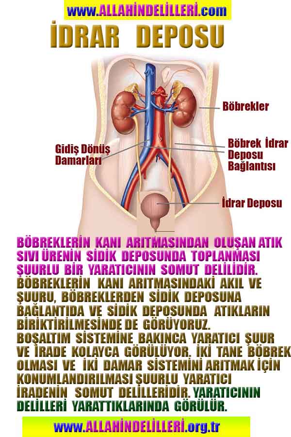 ALLAH, allah-delilleri, allahin-delilleri, allahin delilleri, allah in varlığının delilleri, allahin varlığınin delilleri, allah var, @allahvar, @allah-delilleri