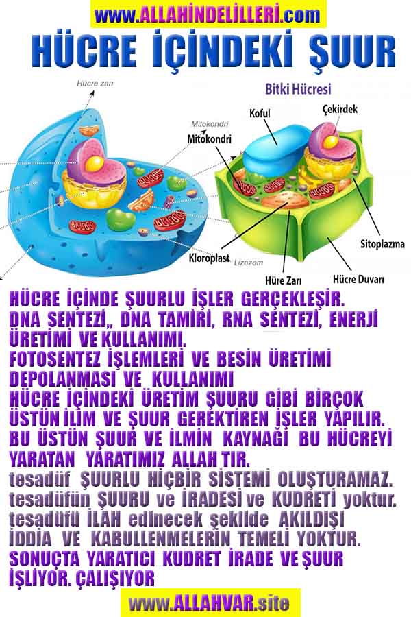 ALLAH, allah-delilleri, allahin-delilleri, allahin delilleri, allah in varlığının delilleri, allahin varlığınin delilleri, allah var, @allahvar, @allah-delilleri