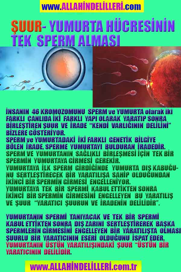 ALLAH, allah-delilleri, allahin-delilleri, allahin delilleri, allah in varlığının delilleri, allahin varlığınin delilleri, allah var, @allahvar, @allah-delilleri