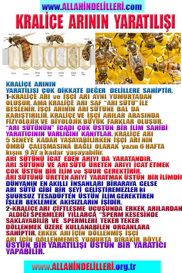 ALLAH, allah-delilleri, allahin-delilleri, allahin delilleri, allah in varlığının delilleri, allahin varlığınin delilleri, allah var, @allahvar, @allah-delilleri