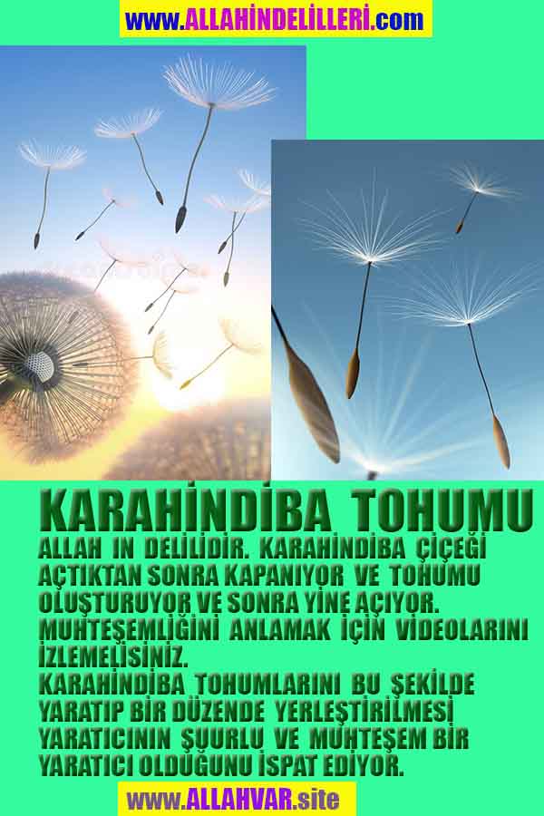 ALLAH, allah-delilleri, allahin-delilleri, allahin delilleri, allah in varlığının delilleri, allahin varlığınin delilleri, allah var, @allahvar, @allah-delilleri