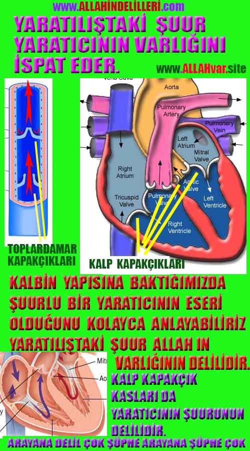 ALLAH, allah-delilleri, allahin-delilleri, allahin delilleri, allah in varlığının delilleri, allahin varlığınin delilleri, allah var, @allahvar, @allah-delilleri