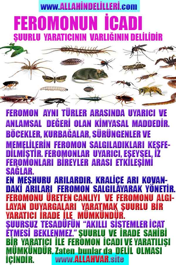 ALLAH, allah-delilleri, allahin-delilleri, allahin delilleri, allah in varlığının delilleri, allahin varlığınin delilleri, allah var, @allahvar, @allah-delilleri