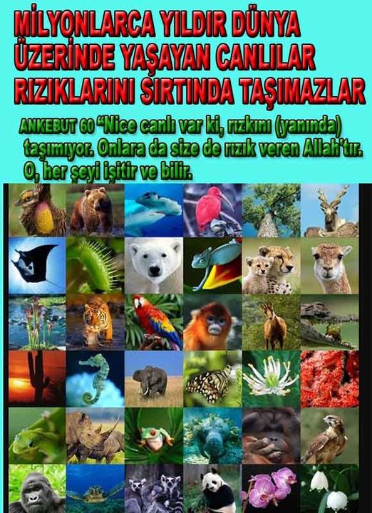 ALLAH, allah-delilleri, allahin-delilleri, allahin delilleri, allah in varlığının delilleri, allahin varlığınin delilleri, allah var, @allahvar, @allah-delilleri