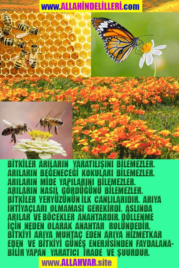 ALLAH, allah-delilleri, allahin-delilleri, allahin delilleri, allah in varlığının delilleri, allahin varlığınin delilleri, allah var, @allahvar, @allah-delilleri
