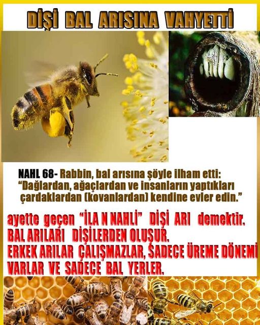 ALLAH, allah-delilleri, allahin-delilleri, allahin delilleri, allah in varlığının delilleri, allahin varlığınin delilleri, allah var, @allahvar, @allah-delilleri