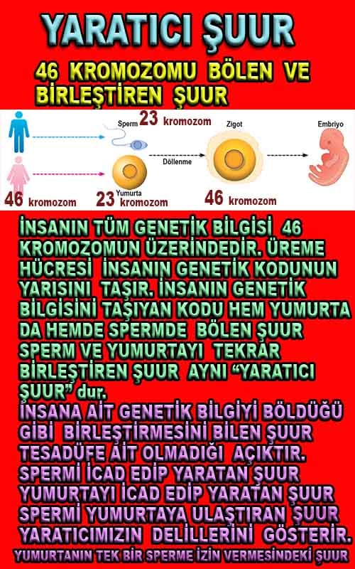 ALLAH, allah-delilleri, allahin-delilleri, allahin delilleri, allah in varlığının delilleri, allahin varlığınin delilleri, allah var, @allahvar, @allah-delilleri