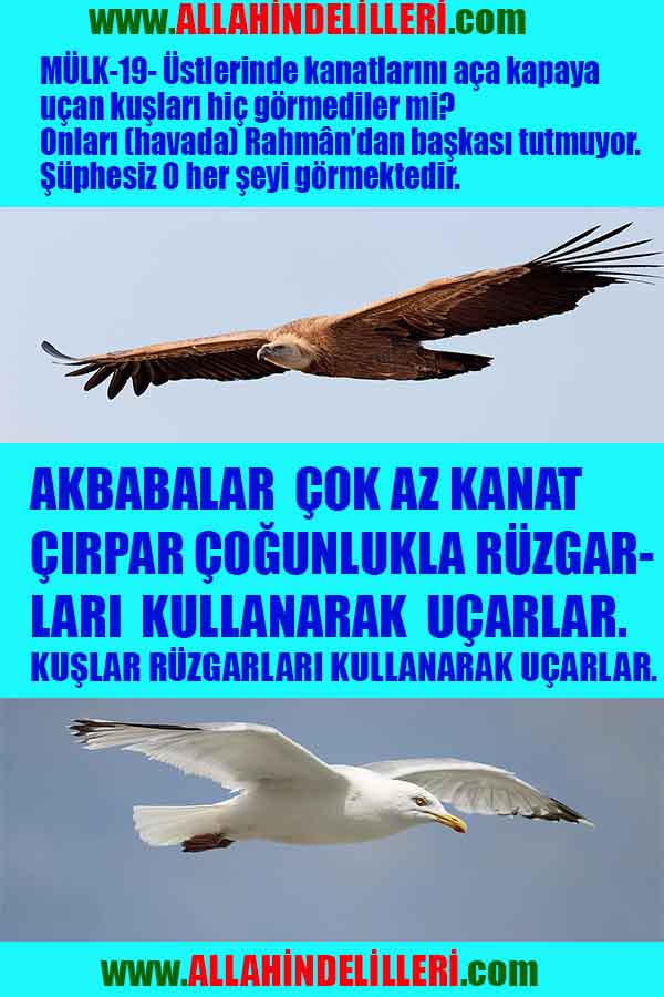 ALLAH, allah-delilleri, allahin-delilleri, allahin delilleri, allah in varlığının delilleri, allahin varlığınin delilleri, allah var, @allahvar, @allah-delilleri