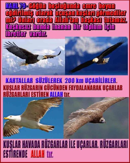 ALLAH, allah-delilleri, allahin-delilleri, allahin delilleri, allah in varlığının delilleri, allahin varlığınin delilleri, allah var, @allahvar, @allah-delilleri