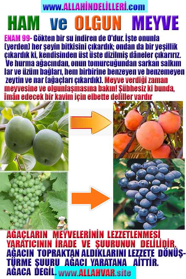 ALLAH, allah-delilleri, allahin-delilleri, allahin delilleri, allah in varlığının delilleri, allahin varlığınin delilleri, allah var, @allahvar, @allah-delilleri