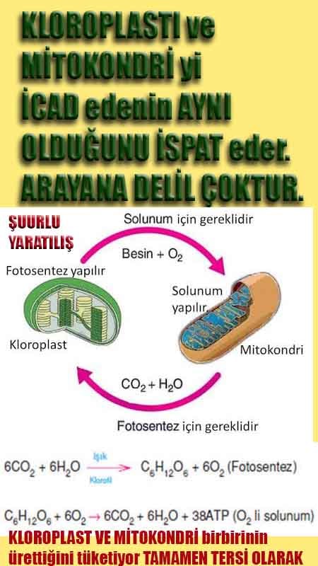 ALLAH, allah-delilleri, allahin-delilleri, allahin delilleri, allah in varlığının delilleri, allahin varlığınin delilleri, allah var, @allahvar, @allah-delilleri
